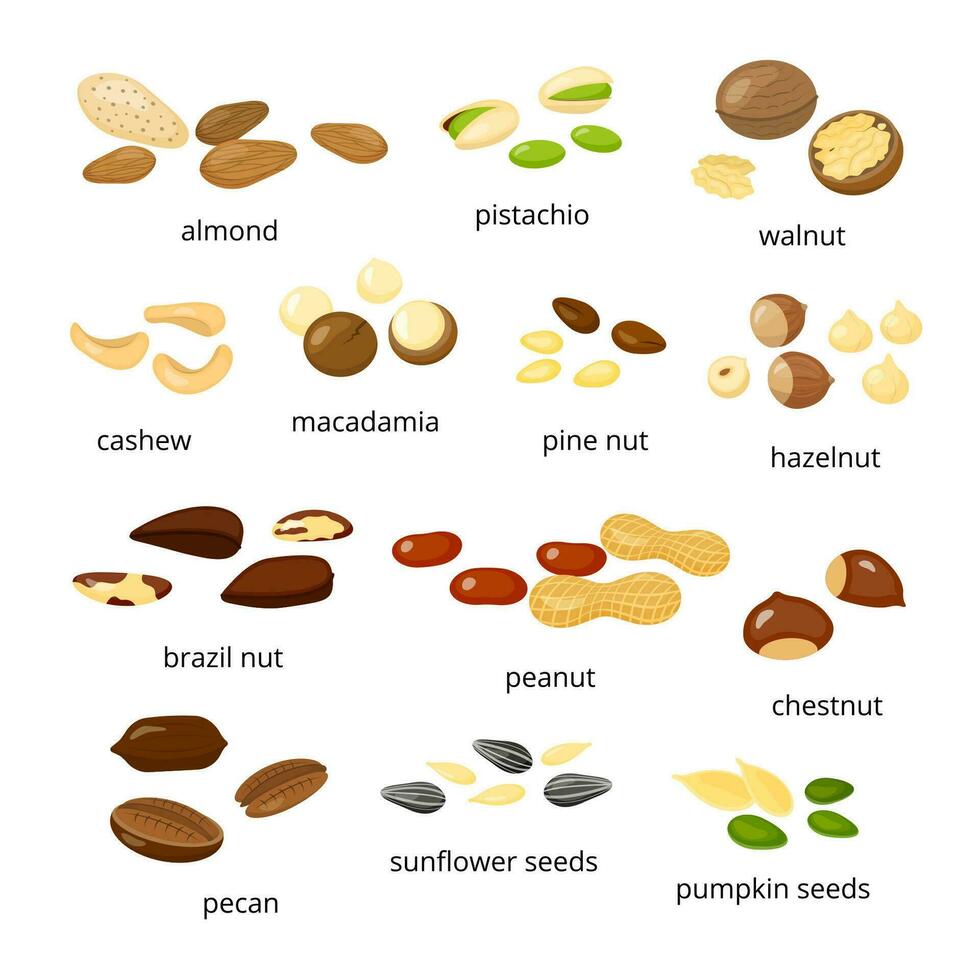 Collection of cartoon nuts. vector