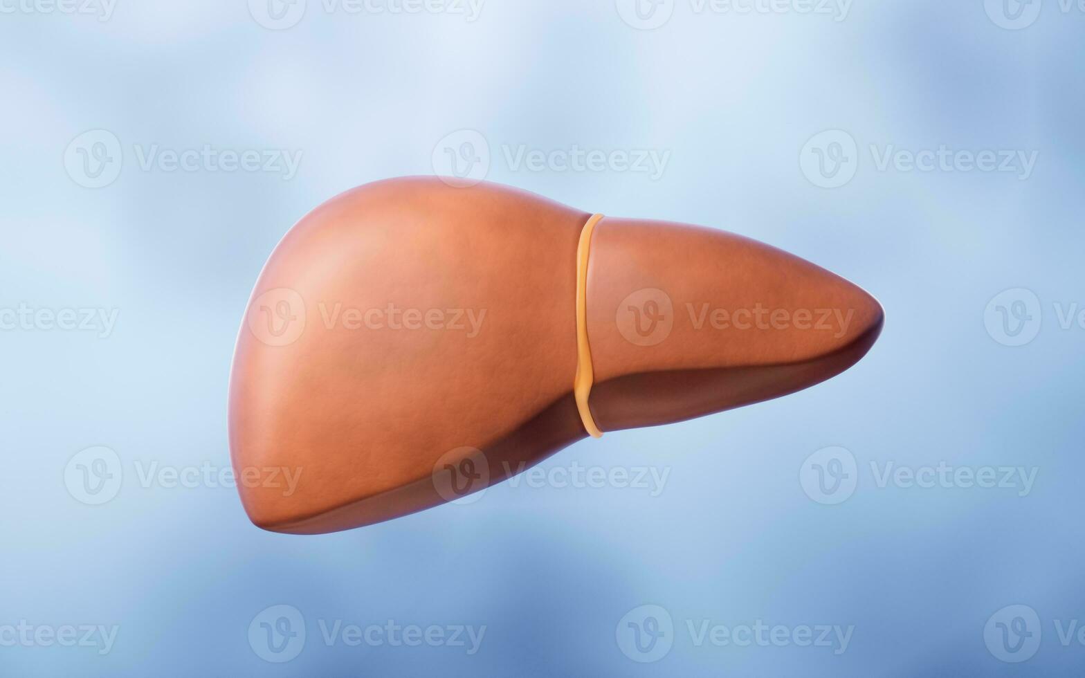 Liver organ with health care concept, 3d rendering. photo