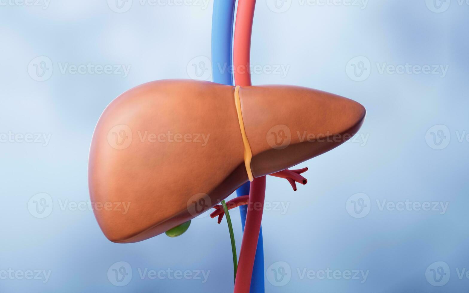 Liver organ with health care concept, 3d rendering. photo