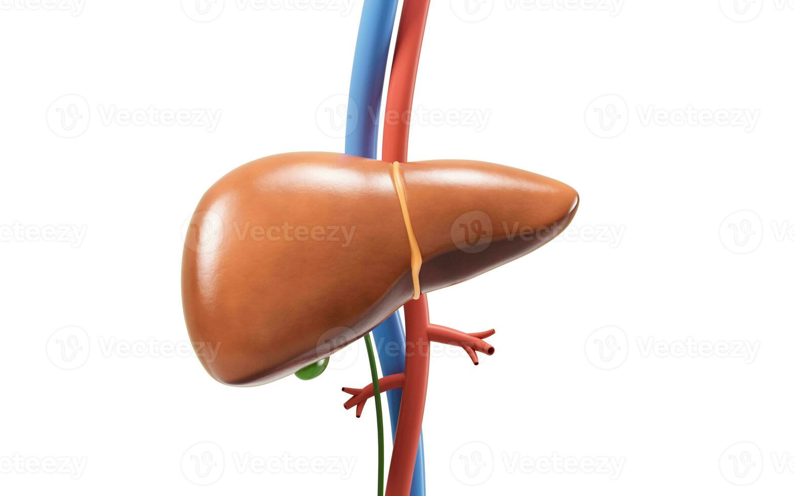 Liver organ with health care concept, 3d rendering. photo