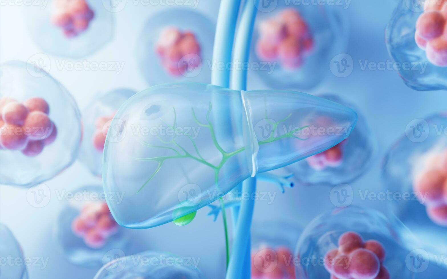 Liver organ with health care concept, 3d rendering. photo