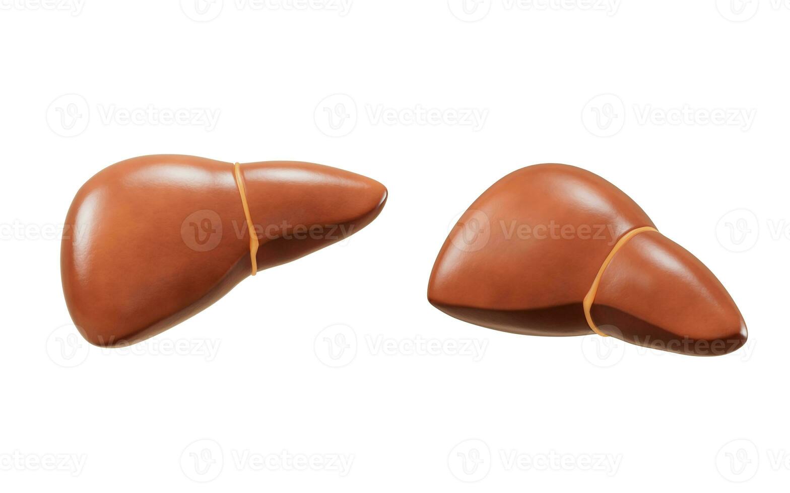 Liver organ with health care concept, 3d rendering. photo