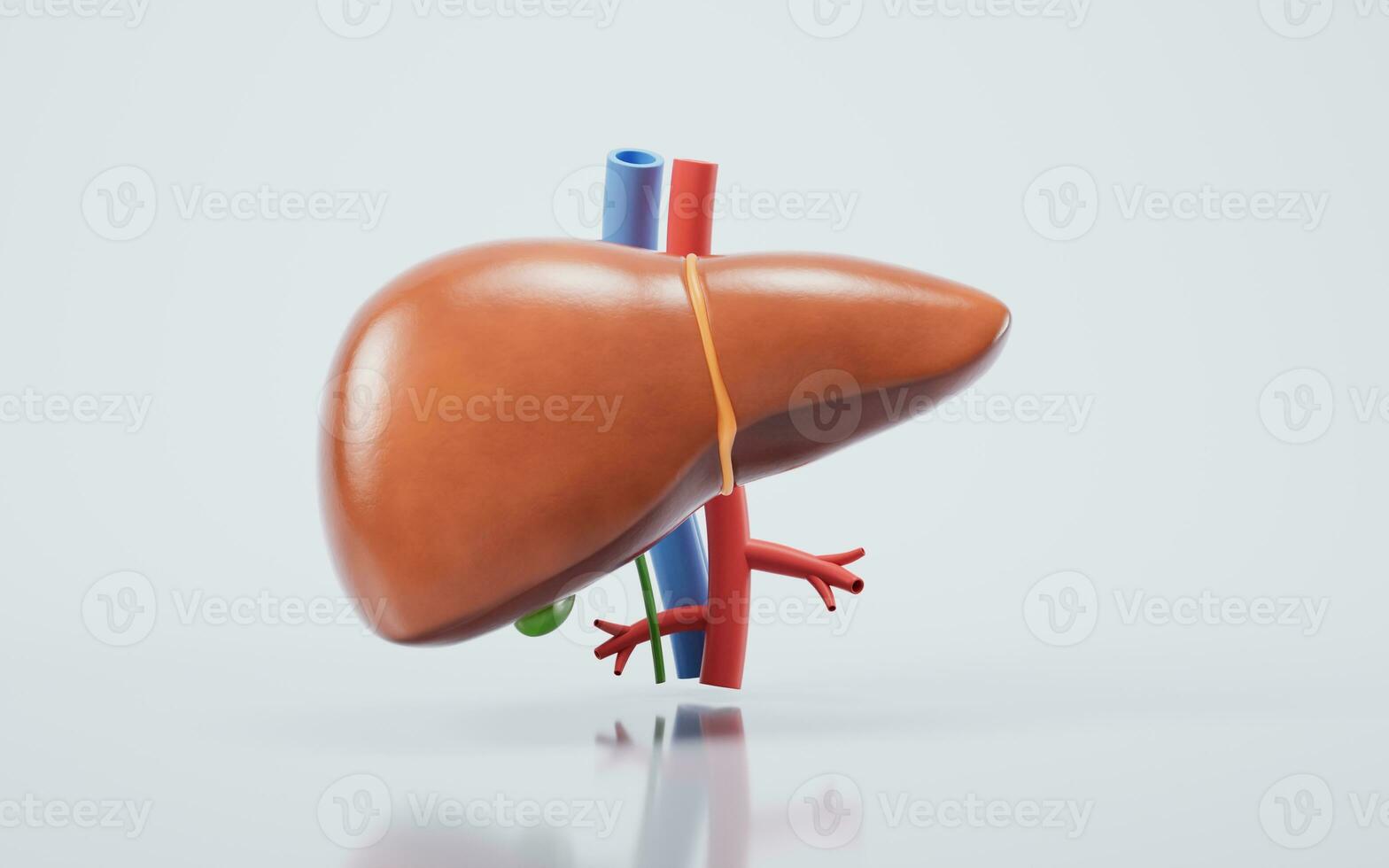 Liver organ with health care concept, 3d rendering. photo