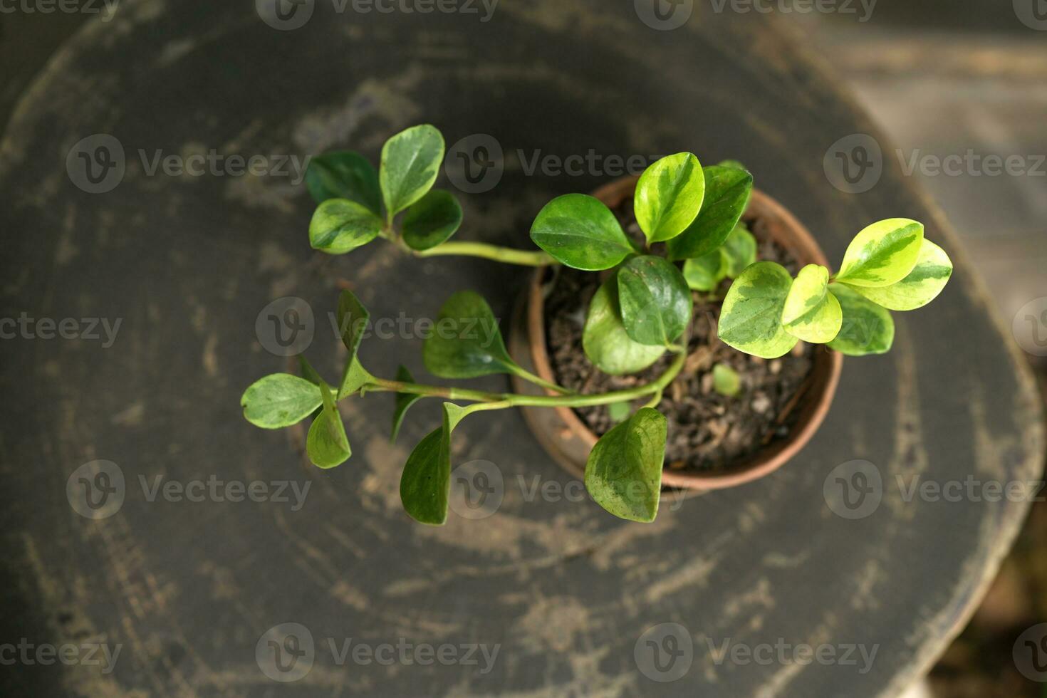 A small decorative pot sits on the table where you drink your morning coffee. photo