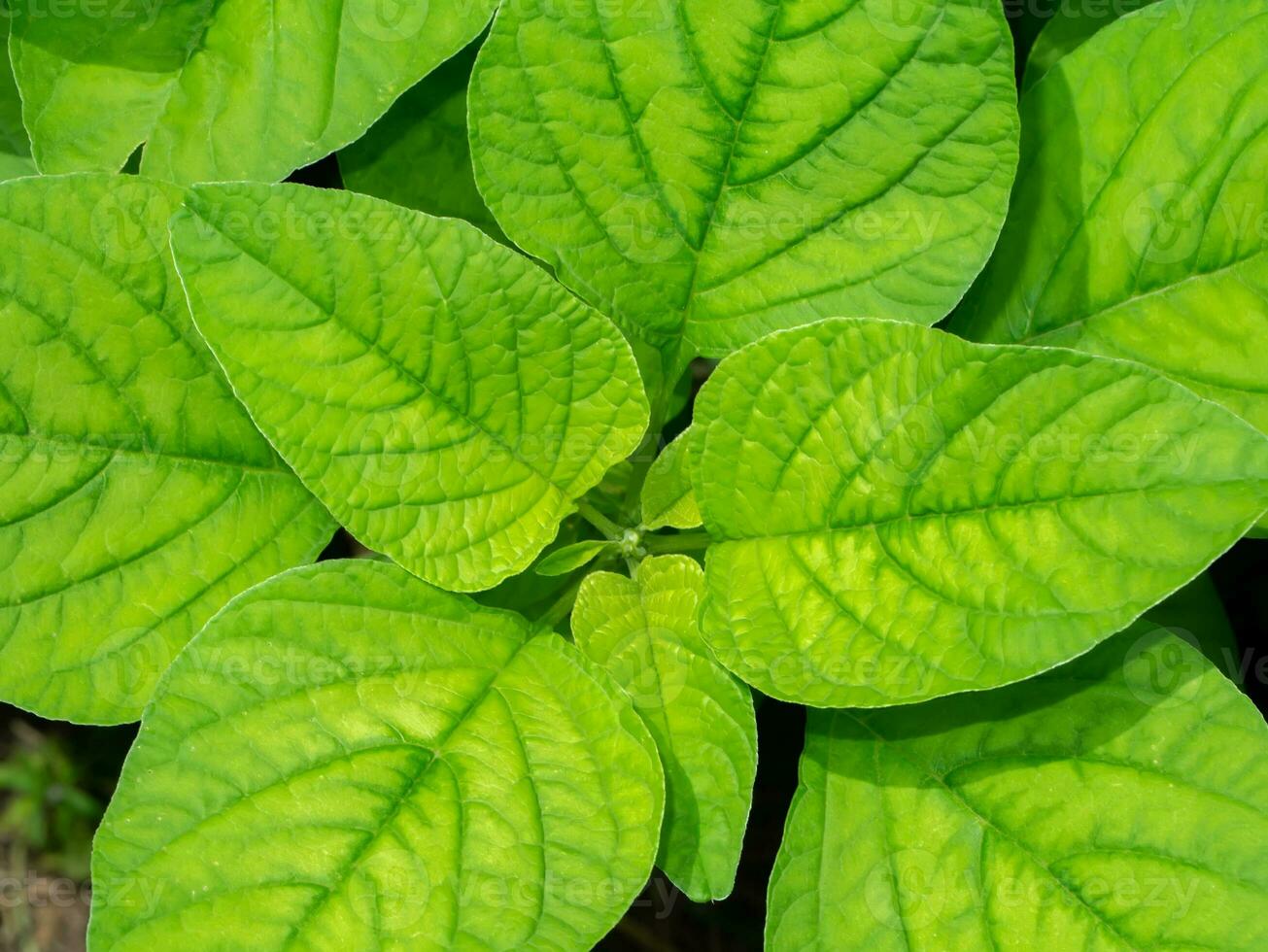 Close up Joseph's coat, Chinese spinach, Tampala leaves on white background. photo