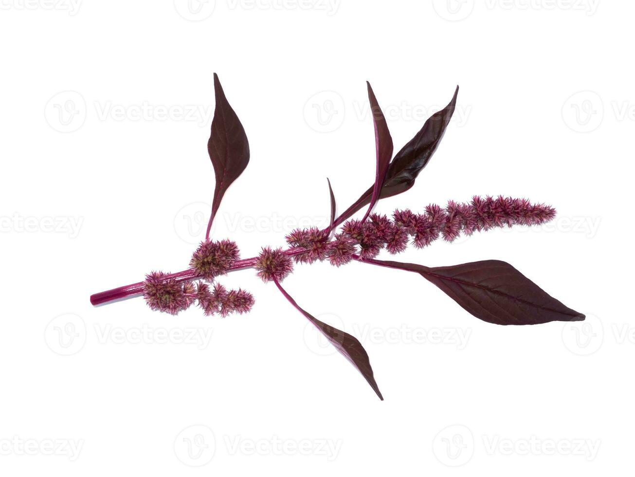 Close up red Joseph's coat, Chinese spinach, Tampala flower on white background. photo