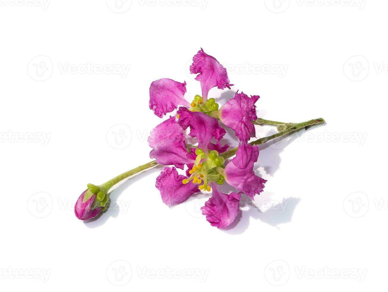 Close up Acerola cherry, Barbados cherry or West indian cherry flower on white background. photo