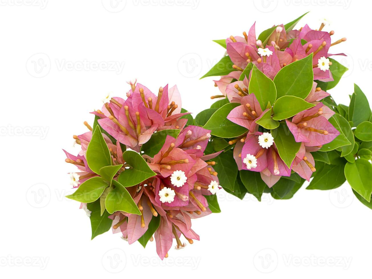 Close up Paper flower, Bougainvillea with leaf on white backgroud. photo