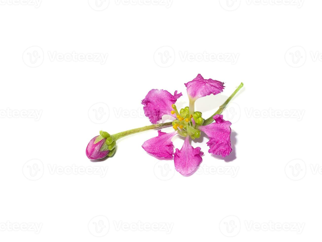 Close up Acerola cherry, Barbados cherry or West indian cherry flower on white background. photo