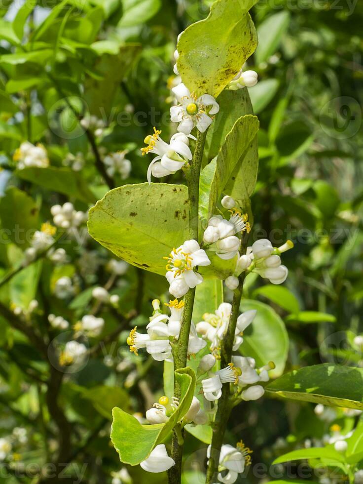 Close up lime flower on branches with blur background in plantation. photo