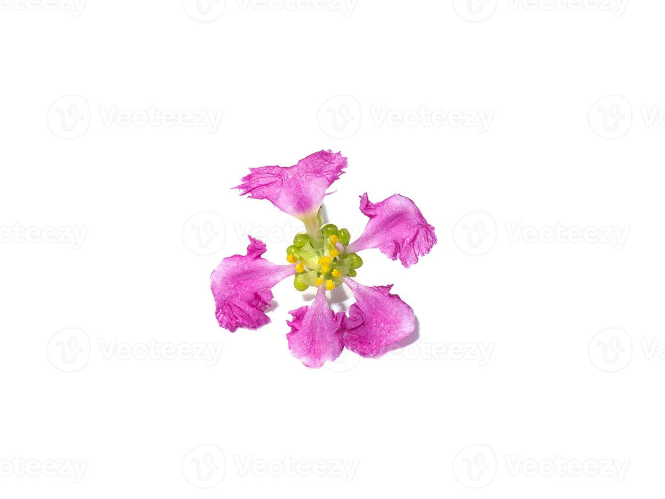 Close up Acerola cherry, Barbados cherry or West indian cherry flower on white background. photo