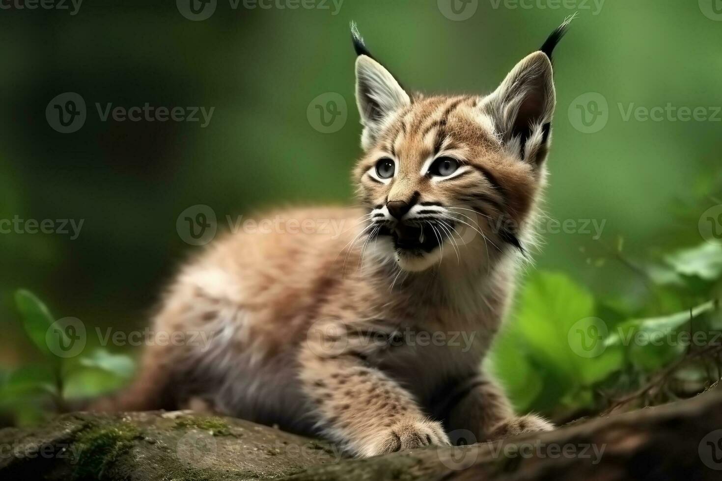 AI generated Lynx cub in nature on summer forest background. Closeup animal portrait. Ai generated photo