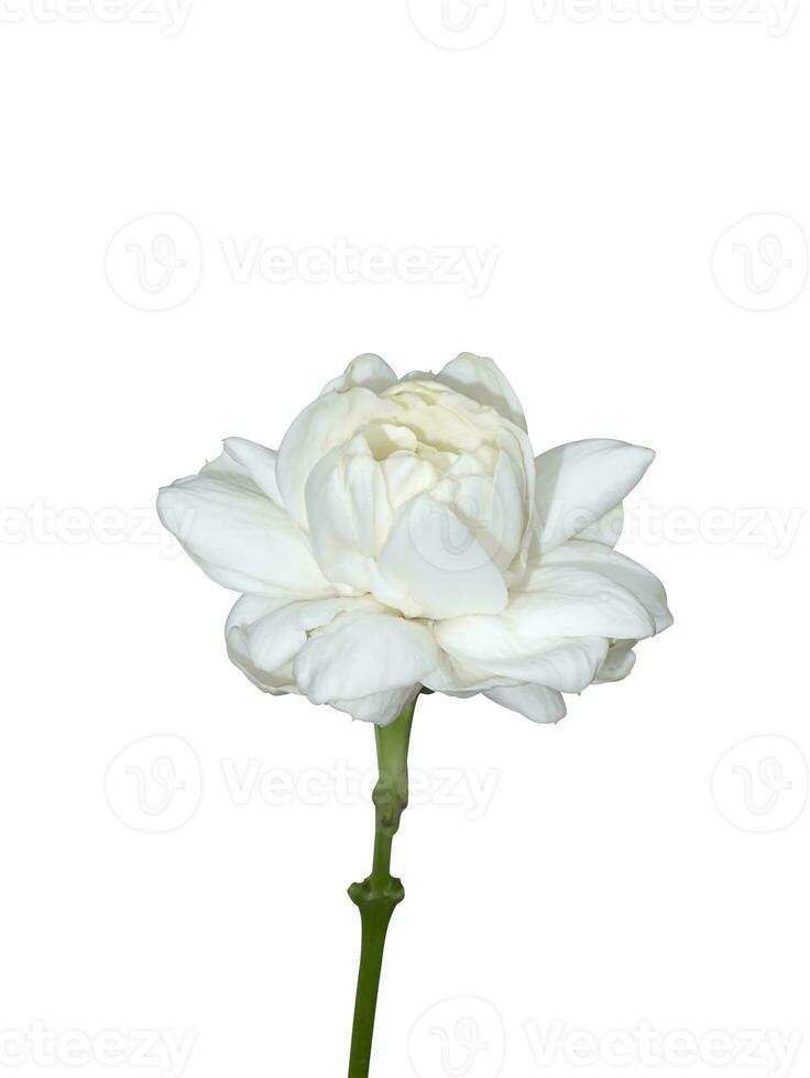 Close up of white jasmine flower on white background. photo