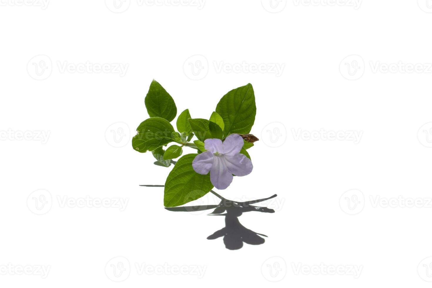 Close up of prostrate wild petunia, Bell Weed plant on white background with shadow. photo