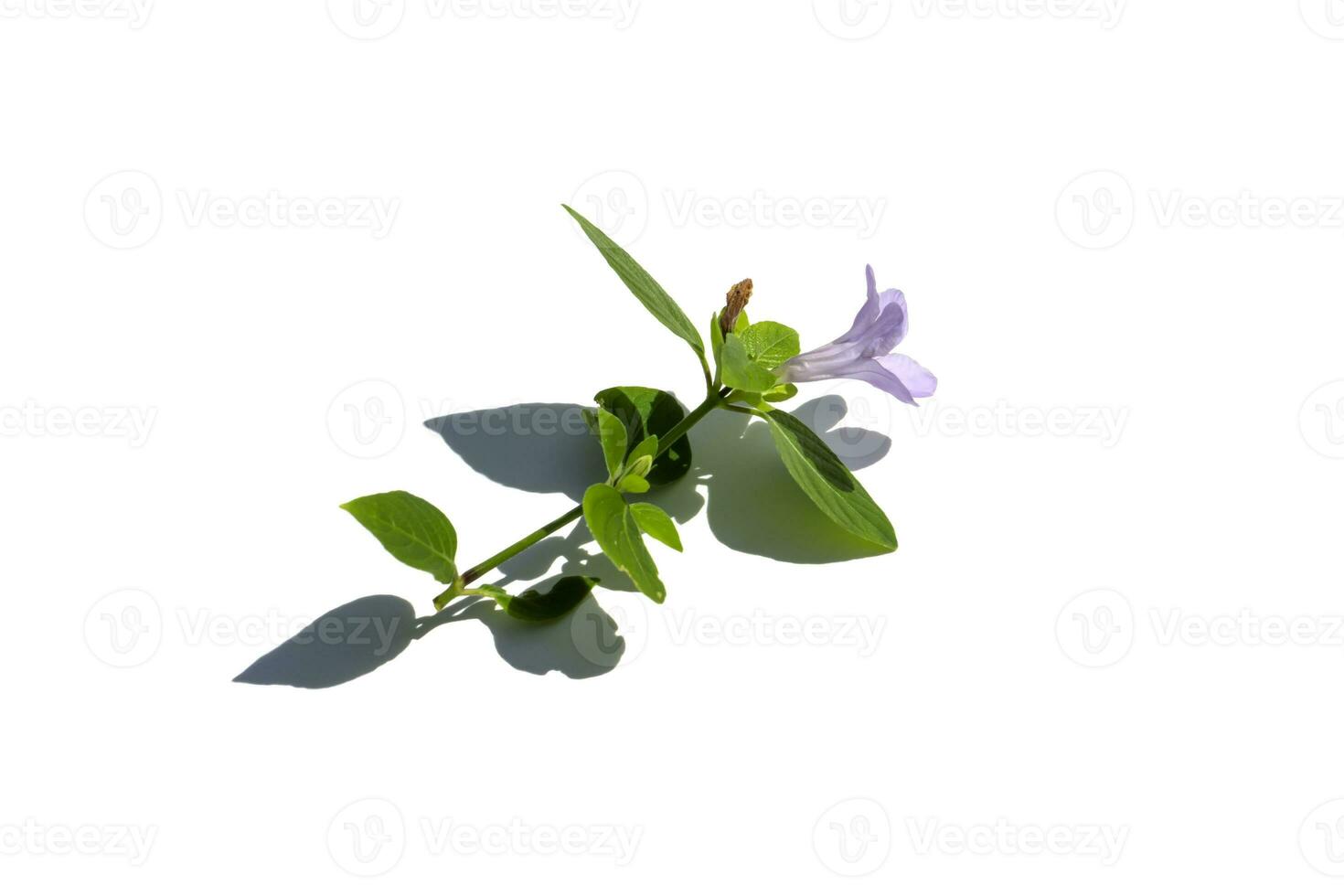 Close up of prostrate wild petunia, Bell Weed plant on white background with shadow. photo