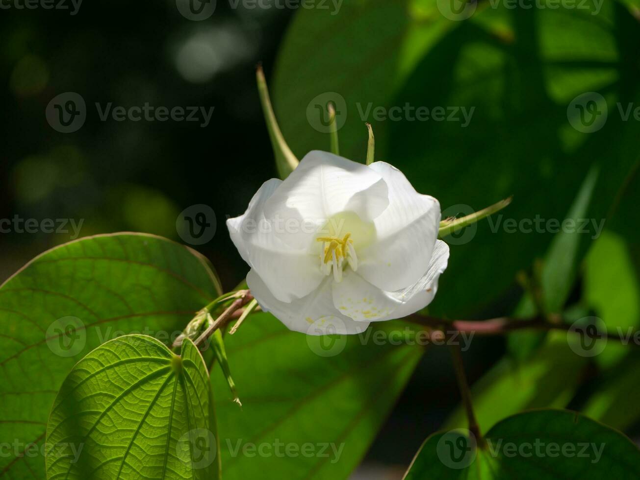 Close up Snowy Orchid Tree, Orchid Tree flower. photo