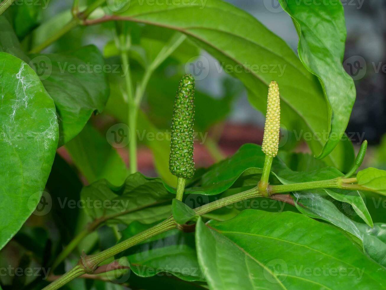 Close up fresh piper chaba Hunter on branch. photo