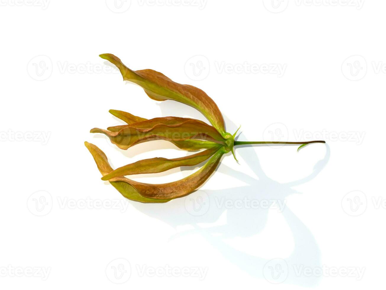 Close up Chinese Desmos flower on white background with soft shadow. photo