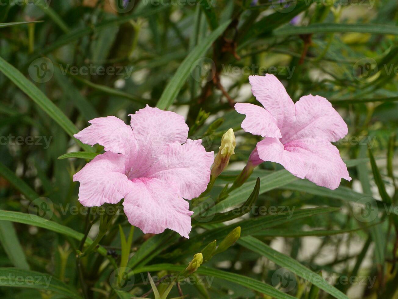 el rosado cañón de agua, watrakanu, minnieroot, hierro raíz, raíz de fiebre, estallar vaina o galleta planta flor en blanco antecedentes. foto