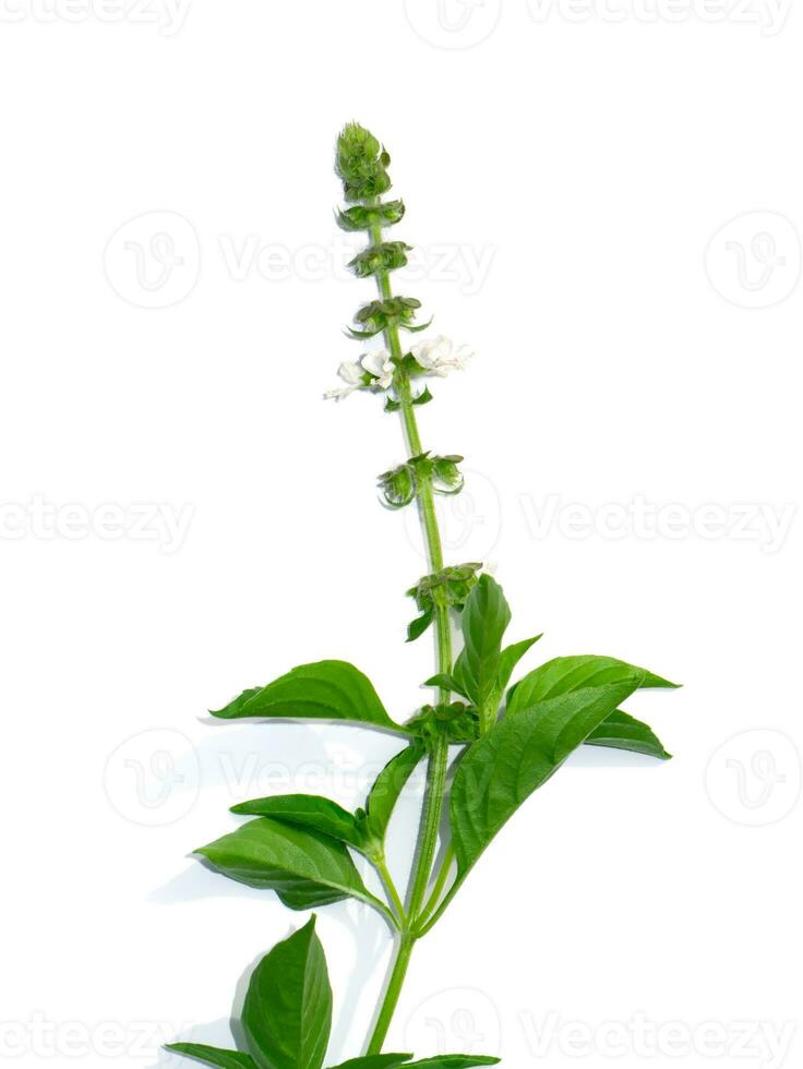 Close up Hoary basil flower and leaves on white background. photo