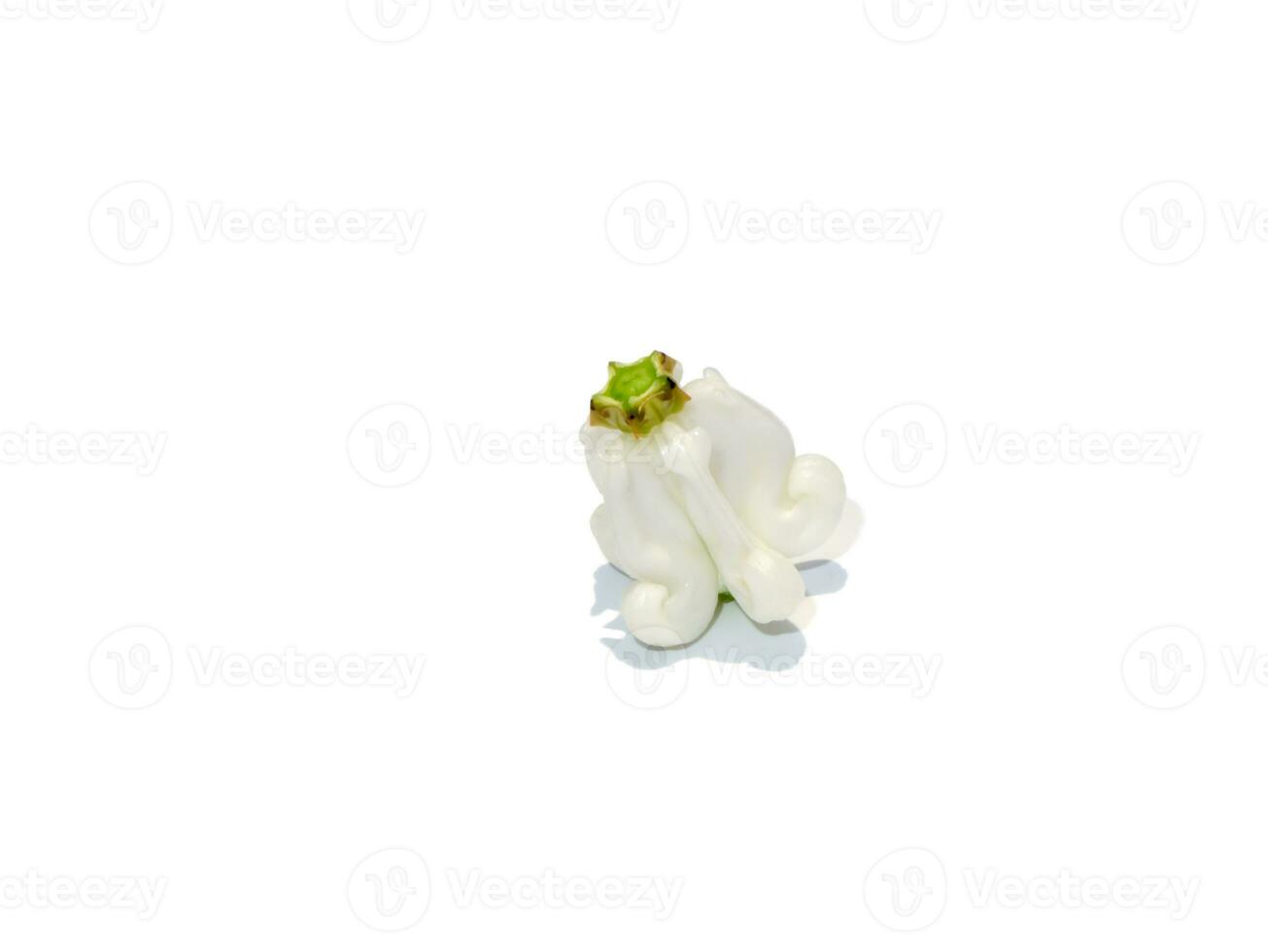 Close up white Crown Flower, Giant Indian Milkweed, Gigantic on white background. photo