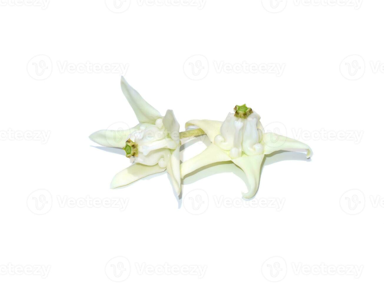 Close up white Crown Flower, Giant Indian Milkweed, Gigantic on white background. photo