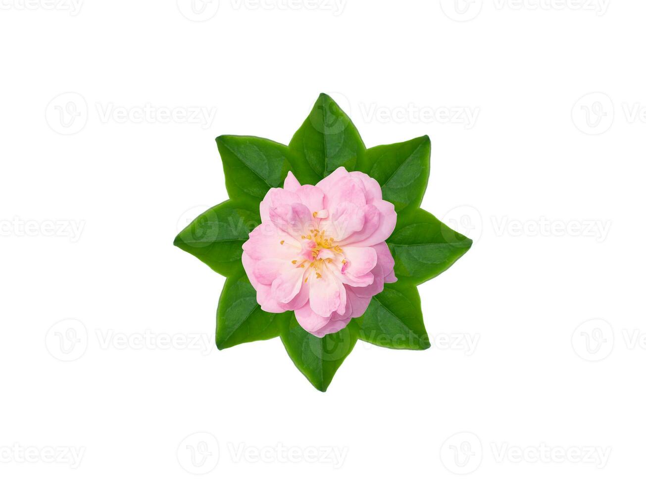 cerca arriba rosado Rosa flor en verde hojas con blanco antecedentes. foto