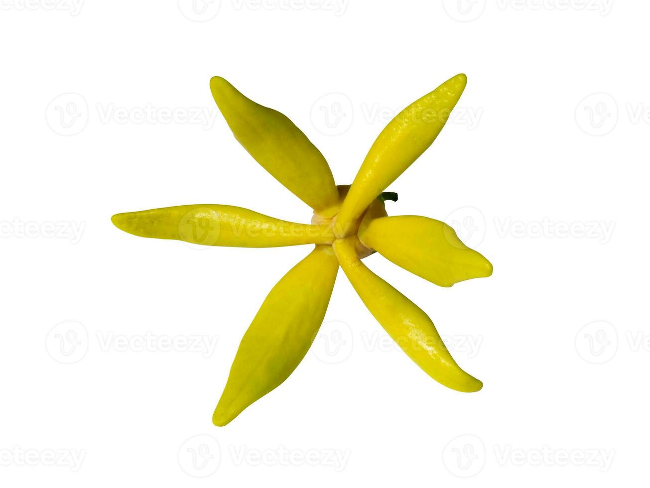 Close up Clinbing llang-llang flower on white background. photo