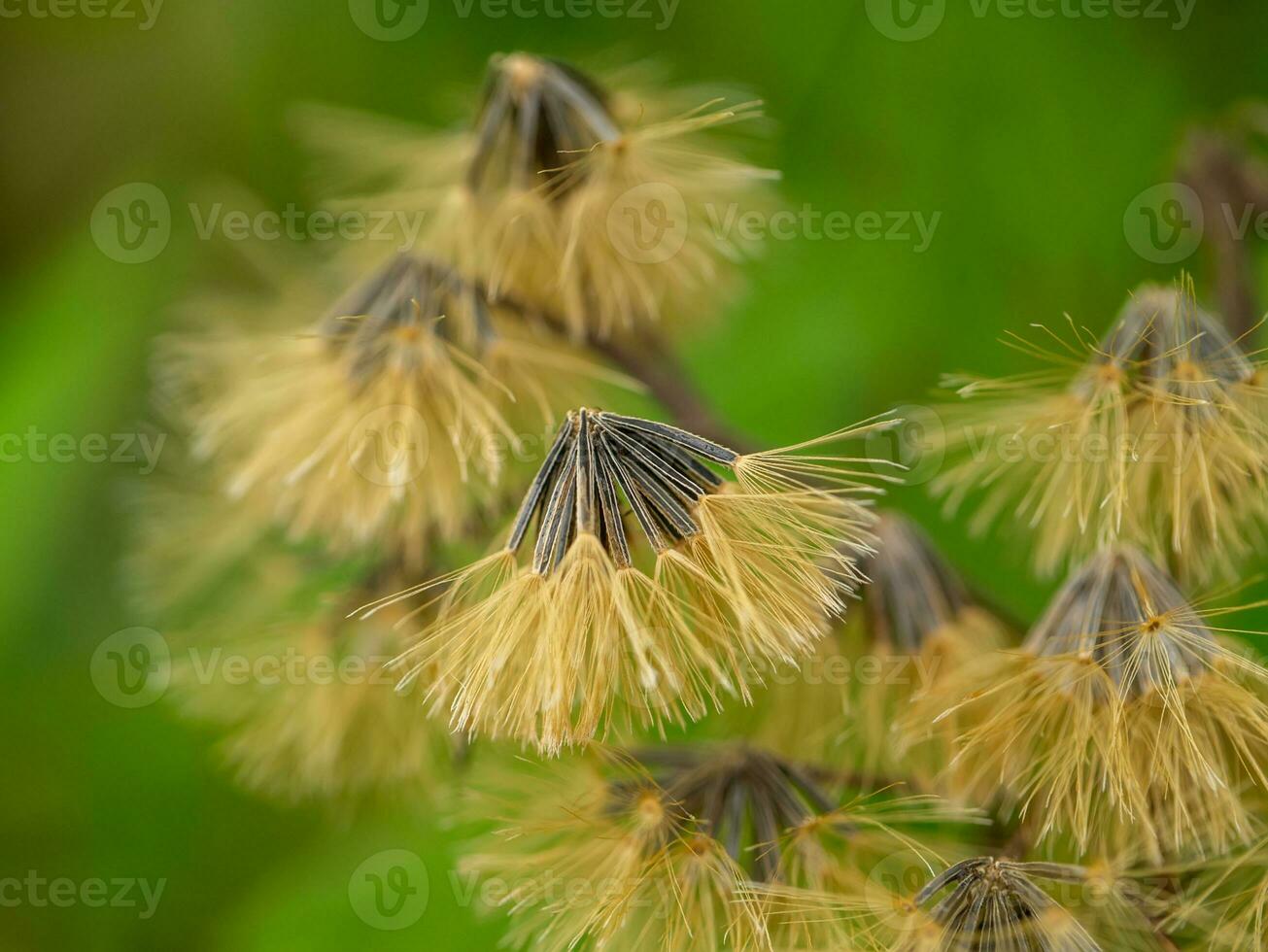 Close up seeds and dry flower of Bitter bush, Christmas bush, Devil weed or Camfhur grass on blur background. photo