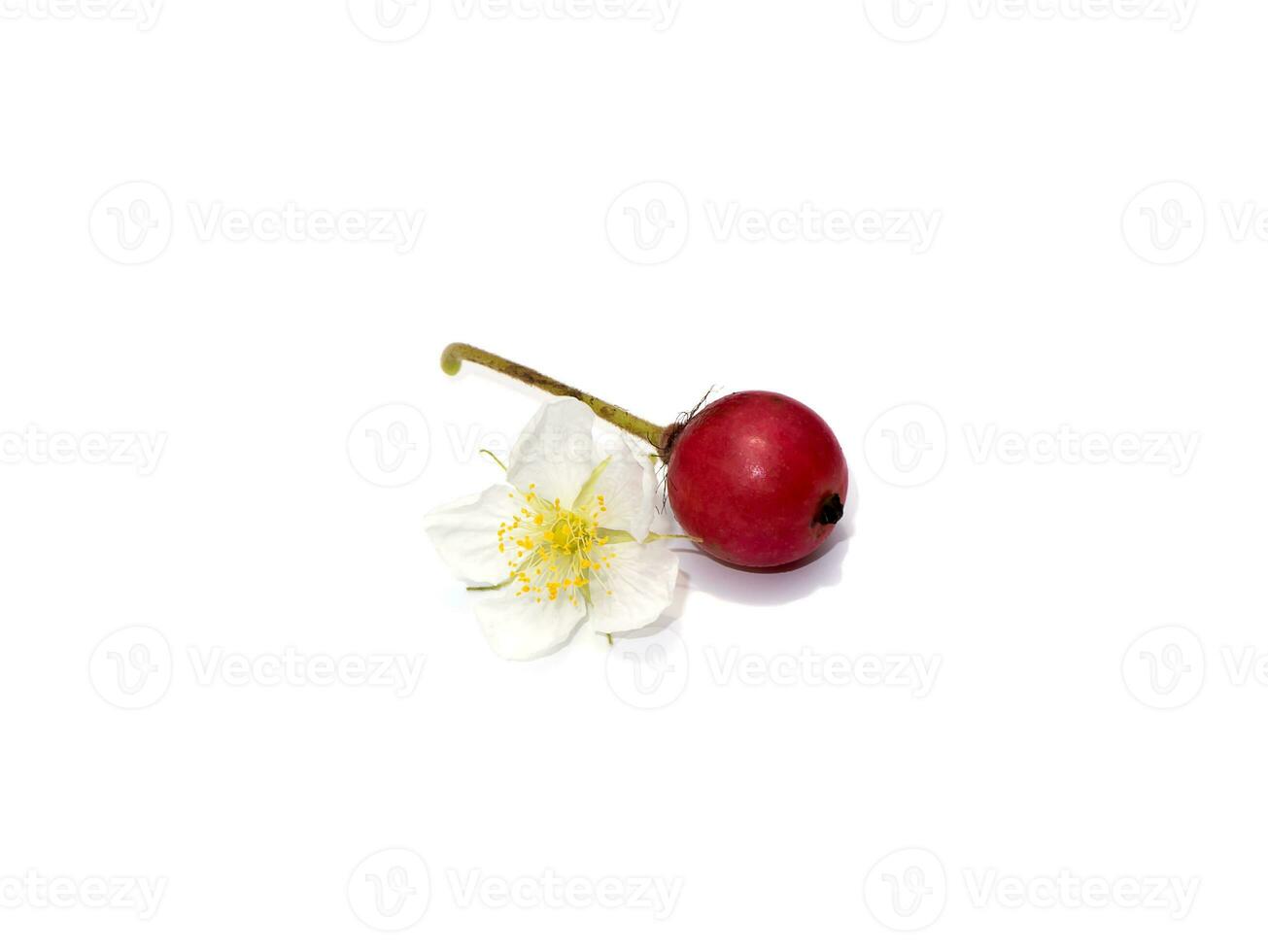 Close up Jam tree, Jamaican cherry, Malayan Cherry, West Indian Cherry. photo