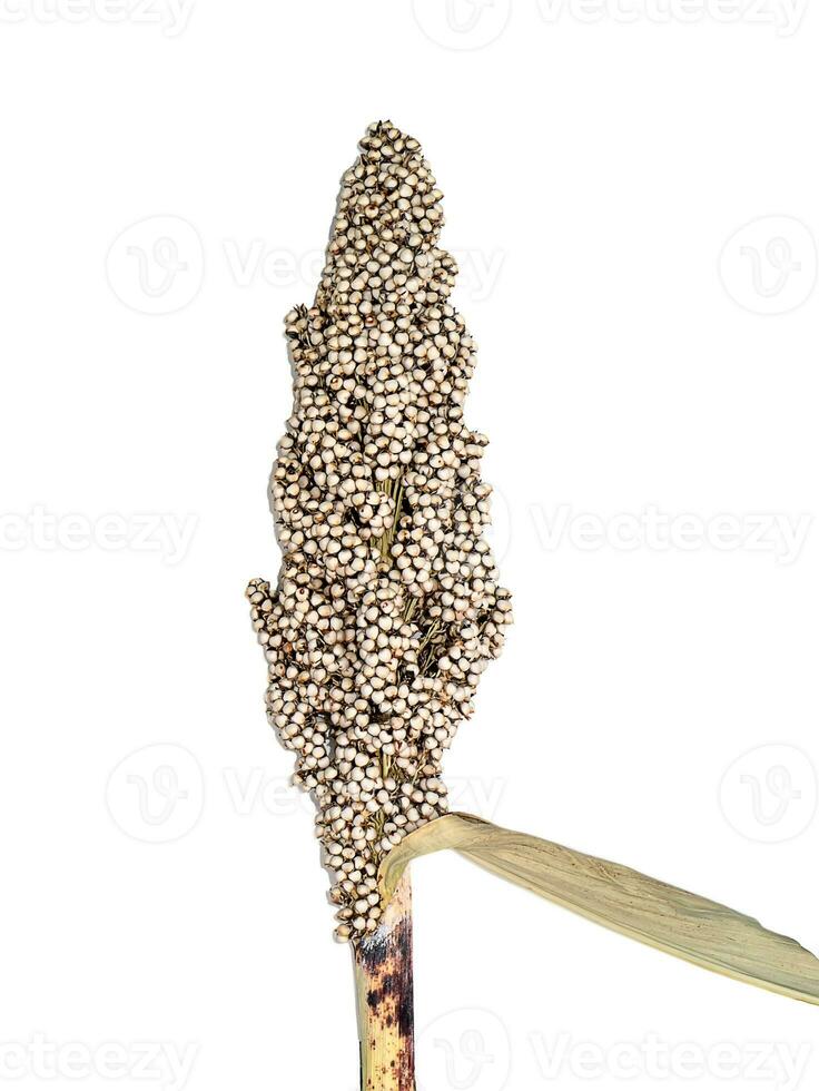 Close up sorghum deeds background. photo