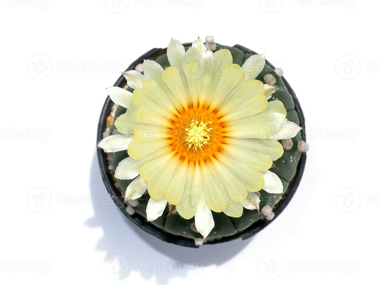 Close up top view of cactus plant with big flower on white background and shadow. photo