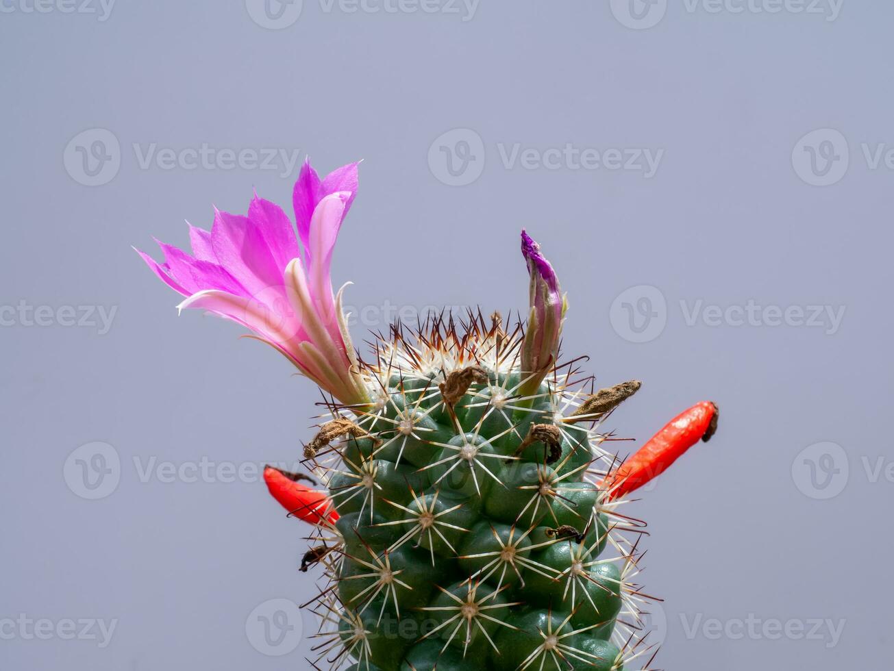cerca arriba de cactus planta con rosado flor y rojo Fruta en gris antecedentes. foto