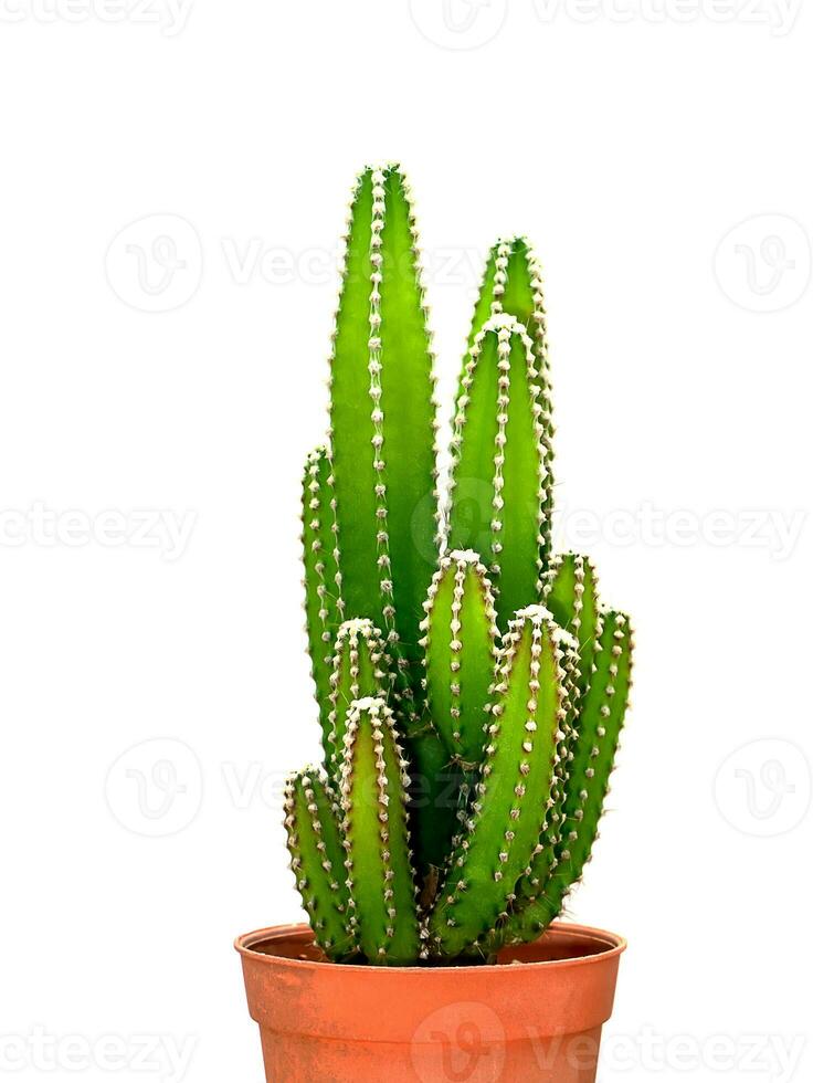 Close up of cactus plant. photo