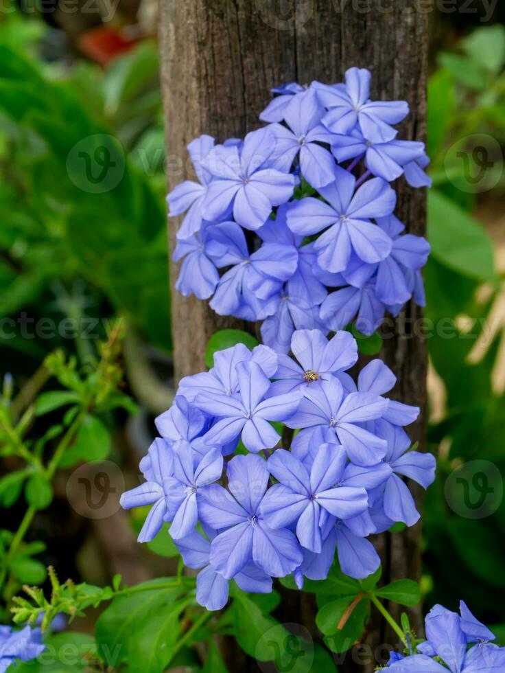 Blue flower of Cape leadwort in the garden. photo