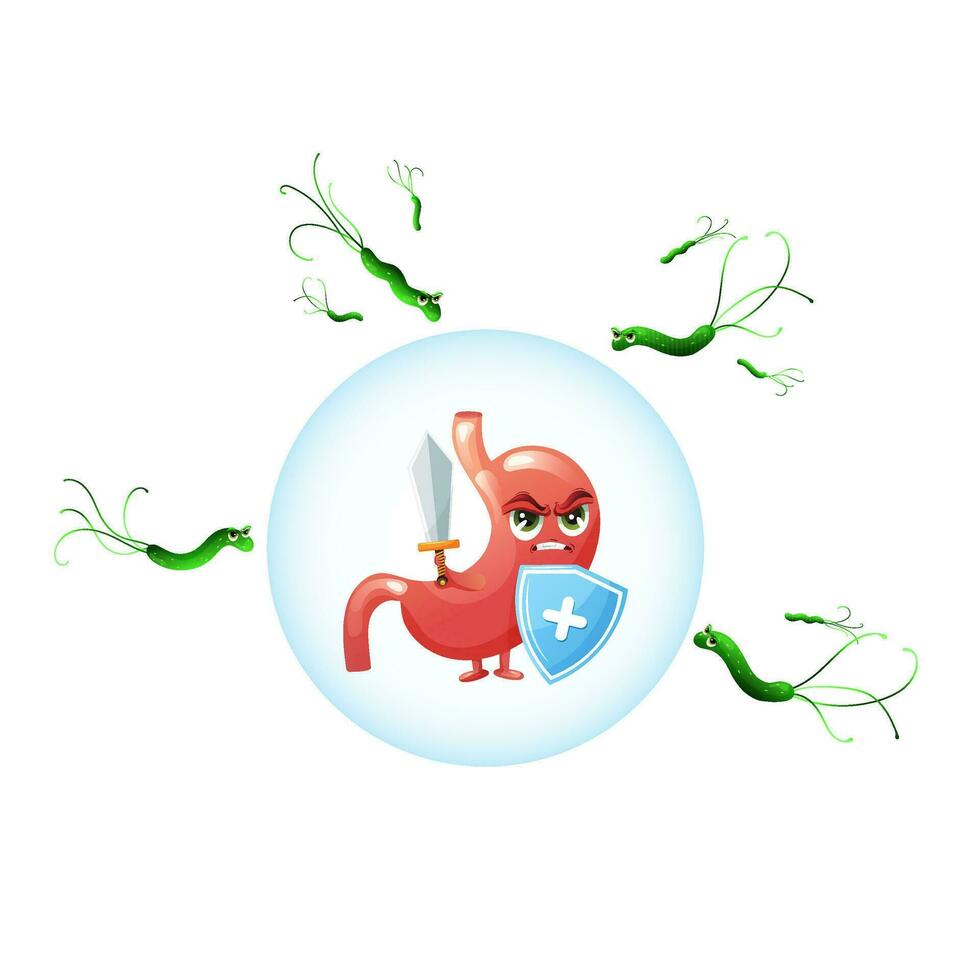 Cartoon stomach character with shield and sword against helicobacter pylori bacteria vector