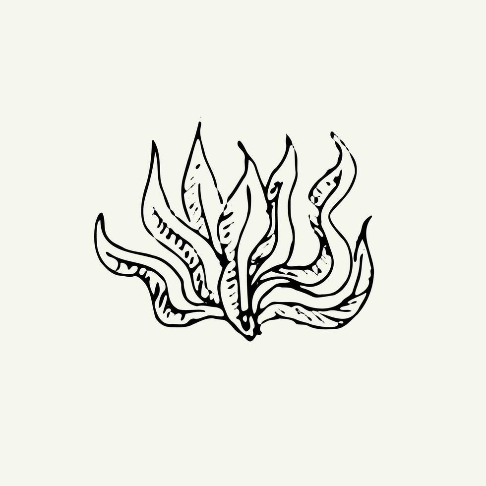 seaweed spirulina or laminaria superfood sketch vector