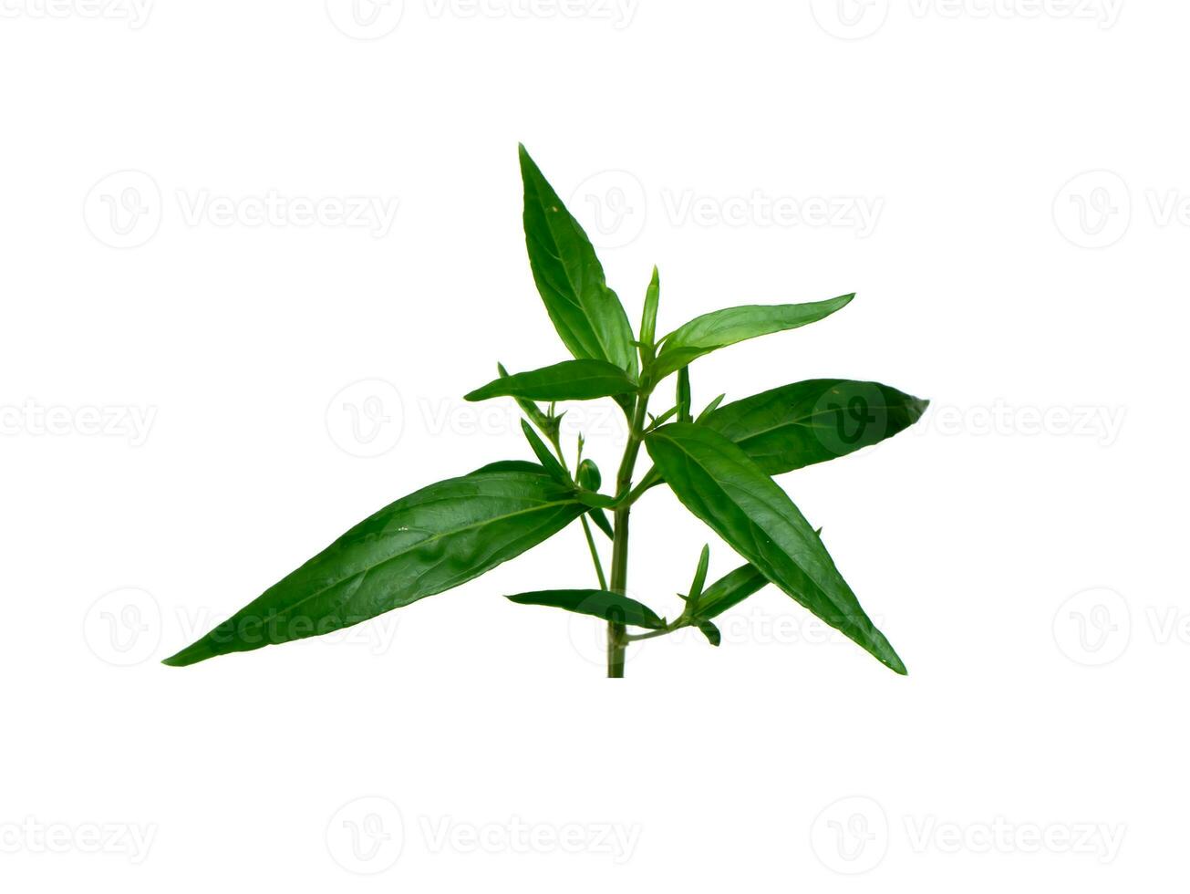 Close up The Creat plant,  Kariyat leaves with white background. photo