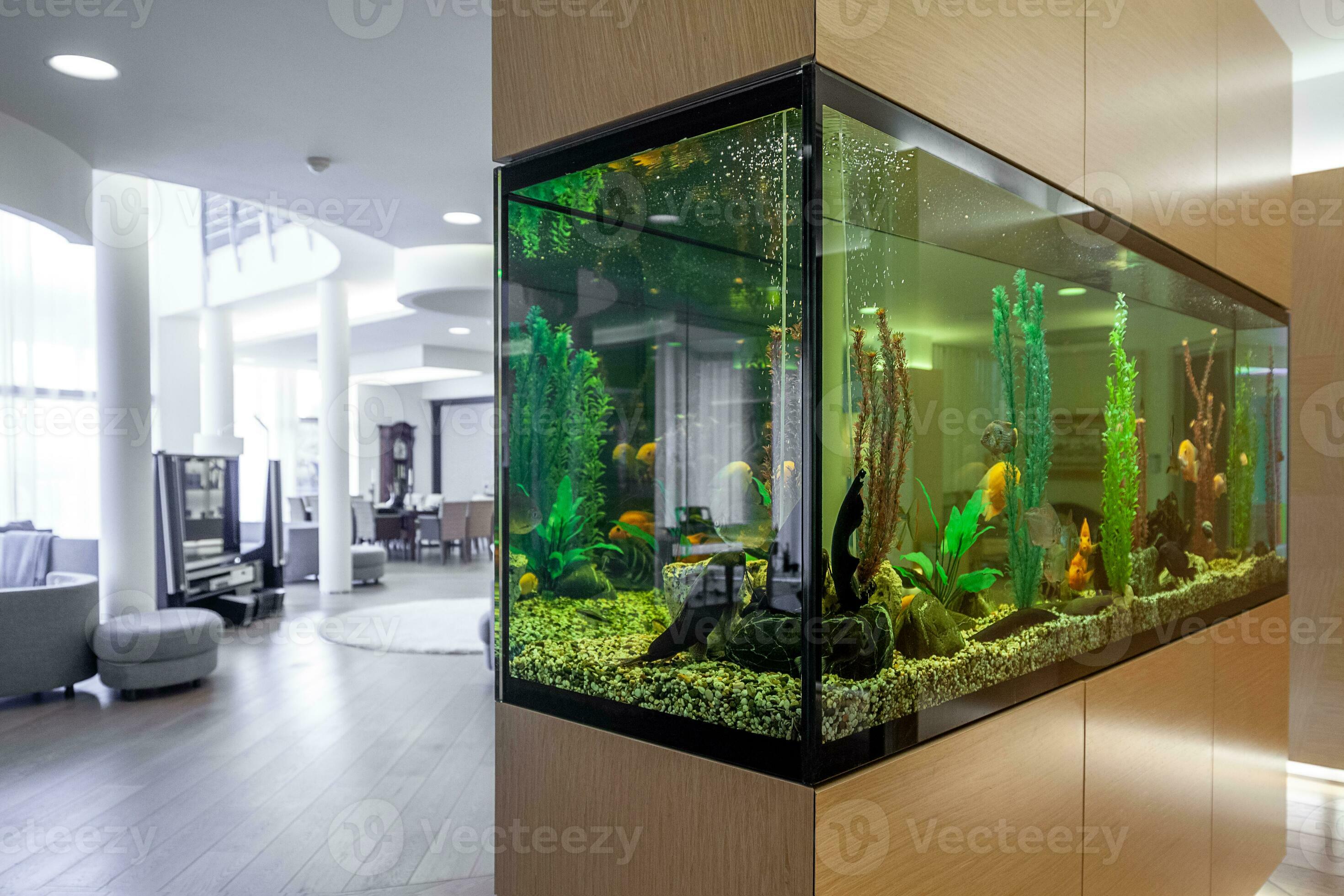 Large built in aquarium with fish and plants in stylish living room  35354876 Stock Photo at Vecteezy
