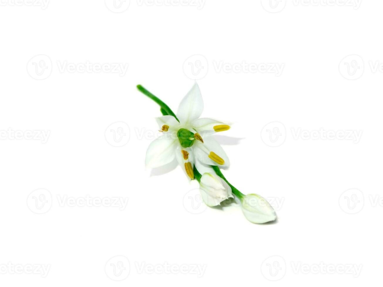Close up Chinese Chive flower on white background. photo