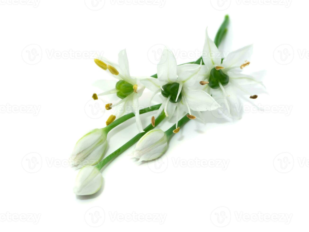 Close up Chinese Chive flower on white background. photo
