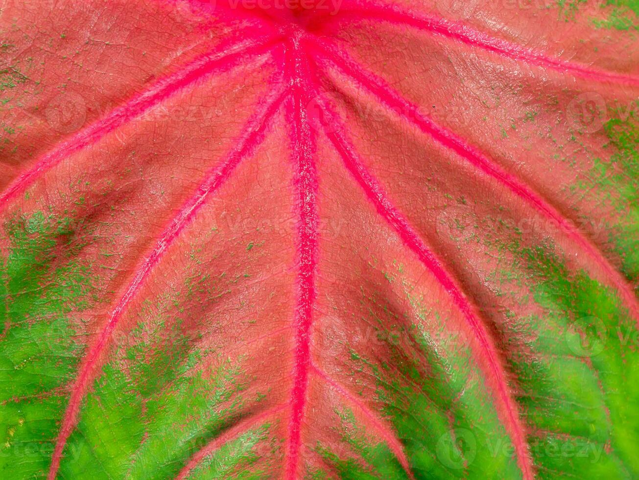 Close up texture of Caladium bicolor leaf. photo