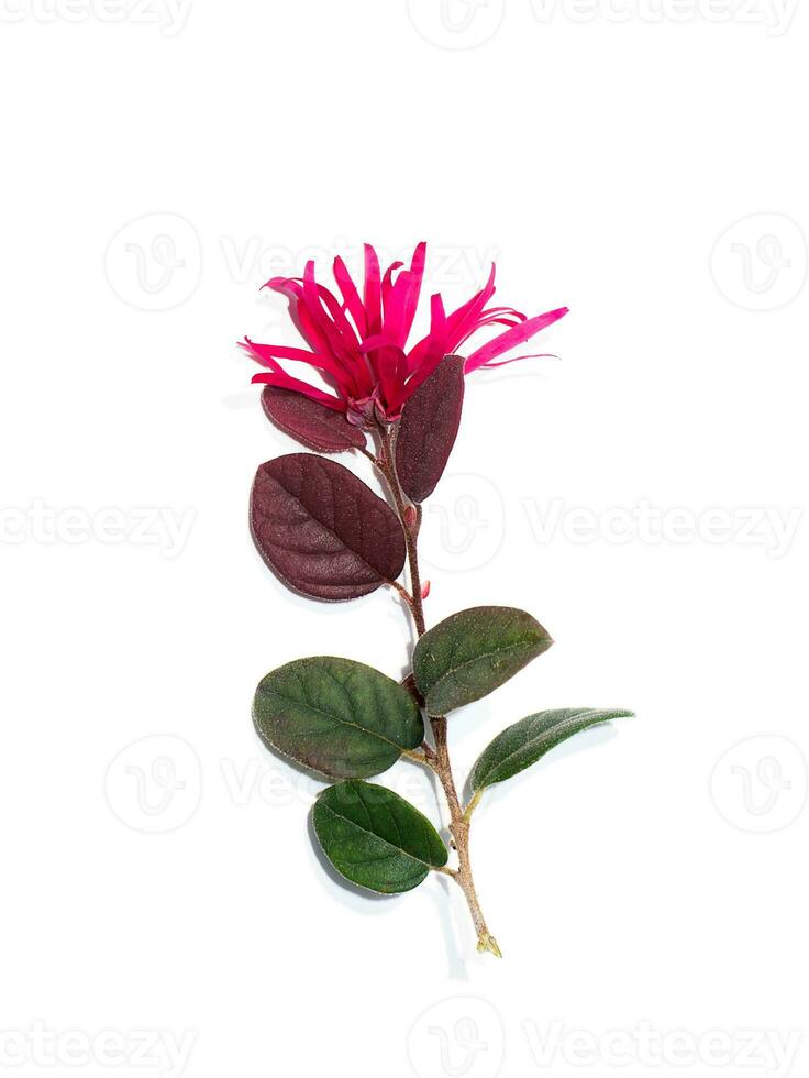 cerca arriba chino franja flor, chino bruja color avellana o loropetalum con hoja en blanco antecedentes. foto