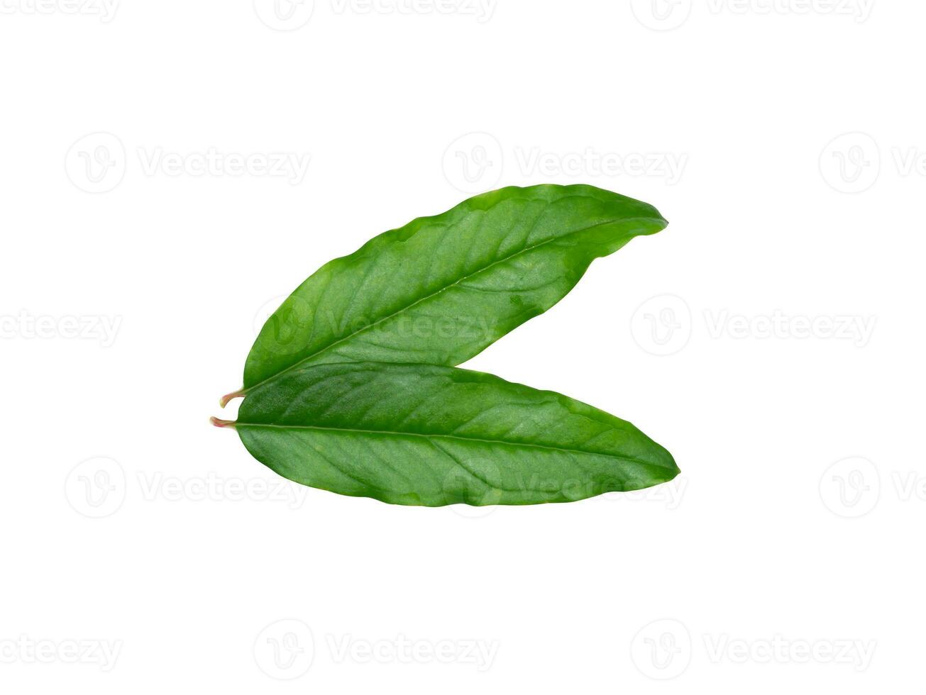 Close up Pomegranate, Punica apple leaves on white background. photo