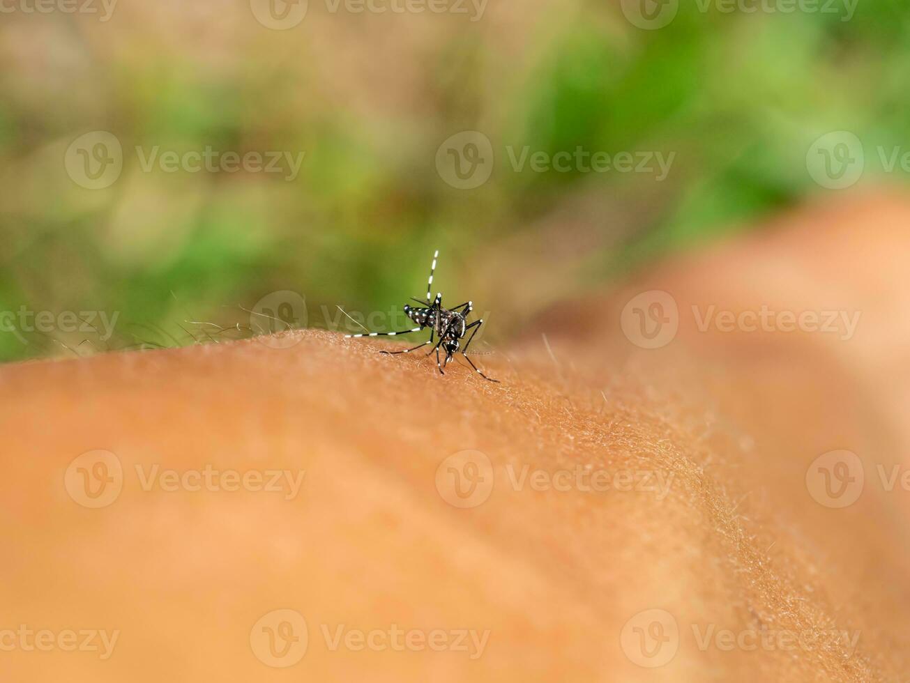 Close up small mosquito on the skin with blur background. photo