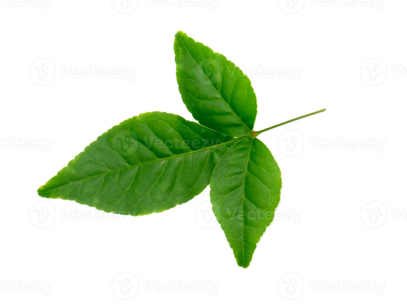 Close up Bael leaf on white background. photo