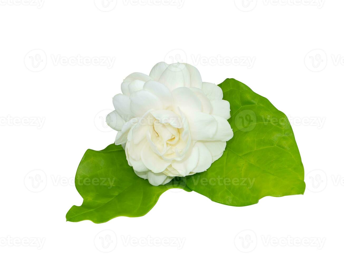 Close up of white jasmine flower on white background. photo