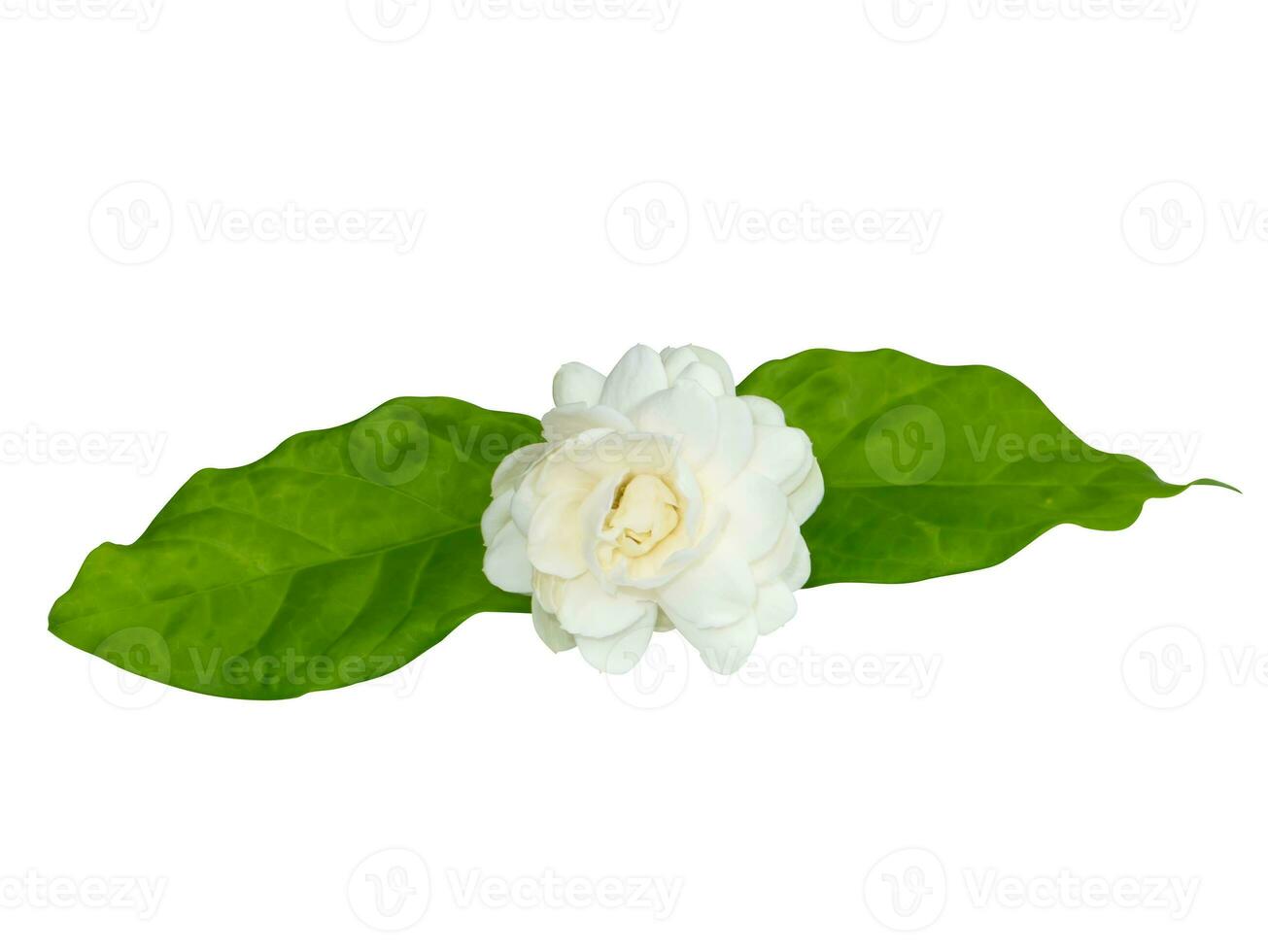 Close up of white jasmine flower on white background. photo
