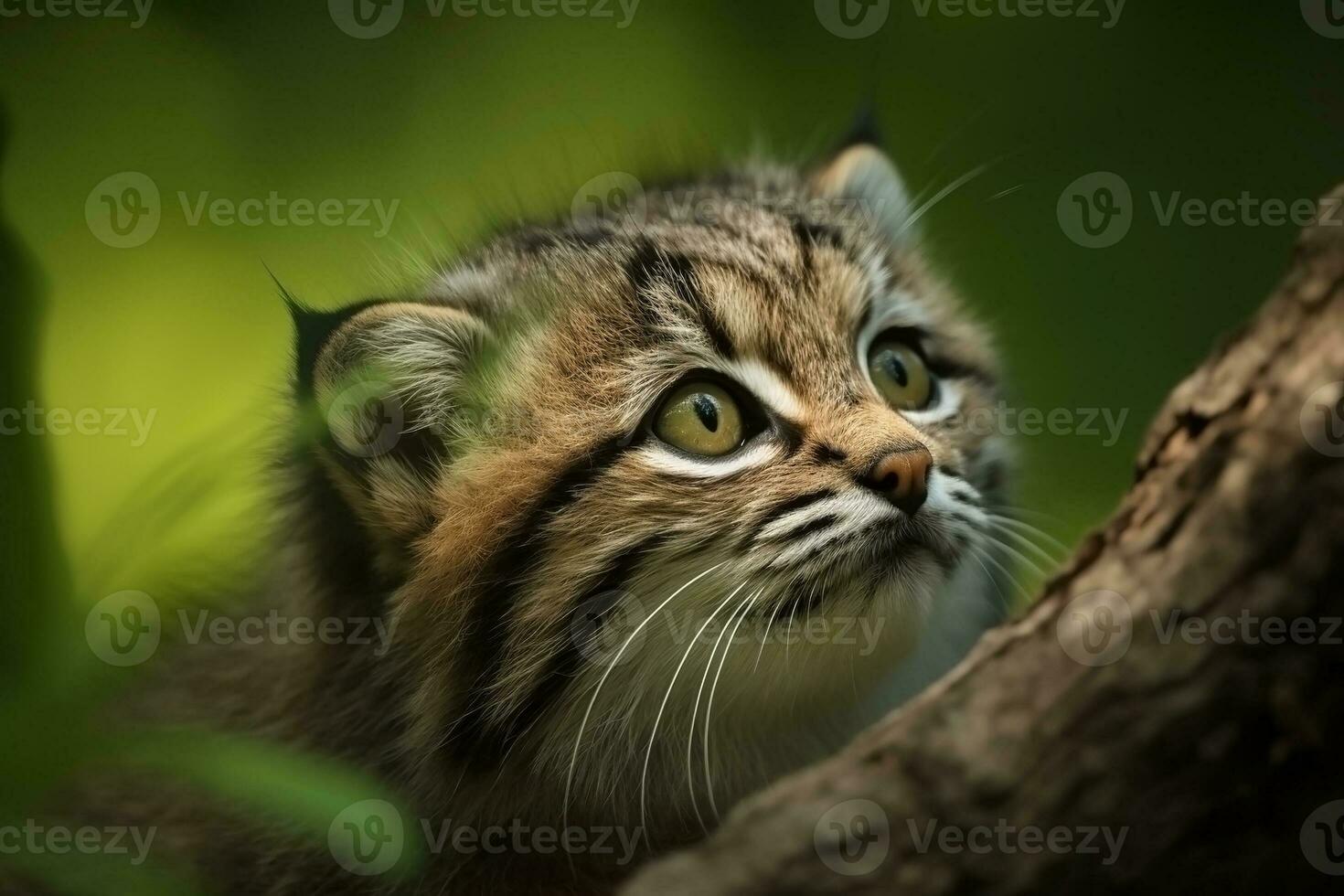 AI generated Manul cub in nature on summer forest background. Closeup animal portrait. Ai generated photo
