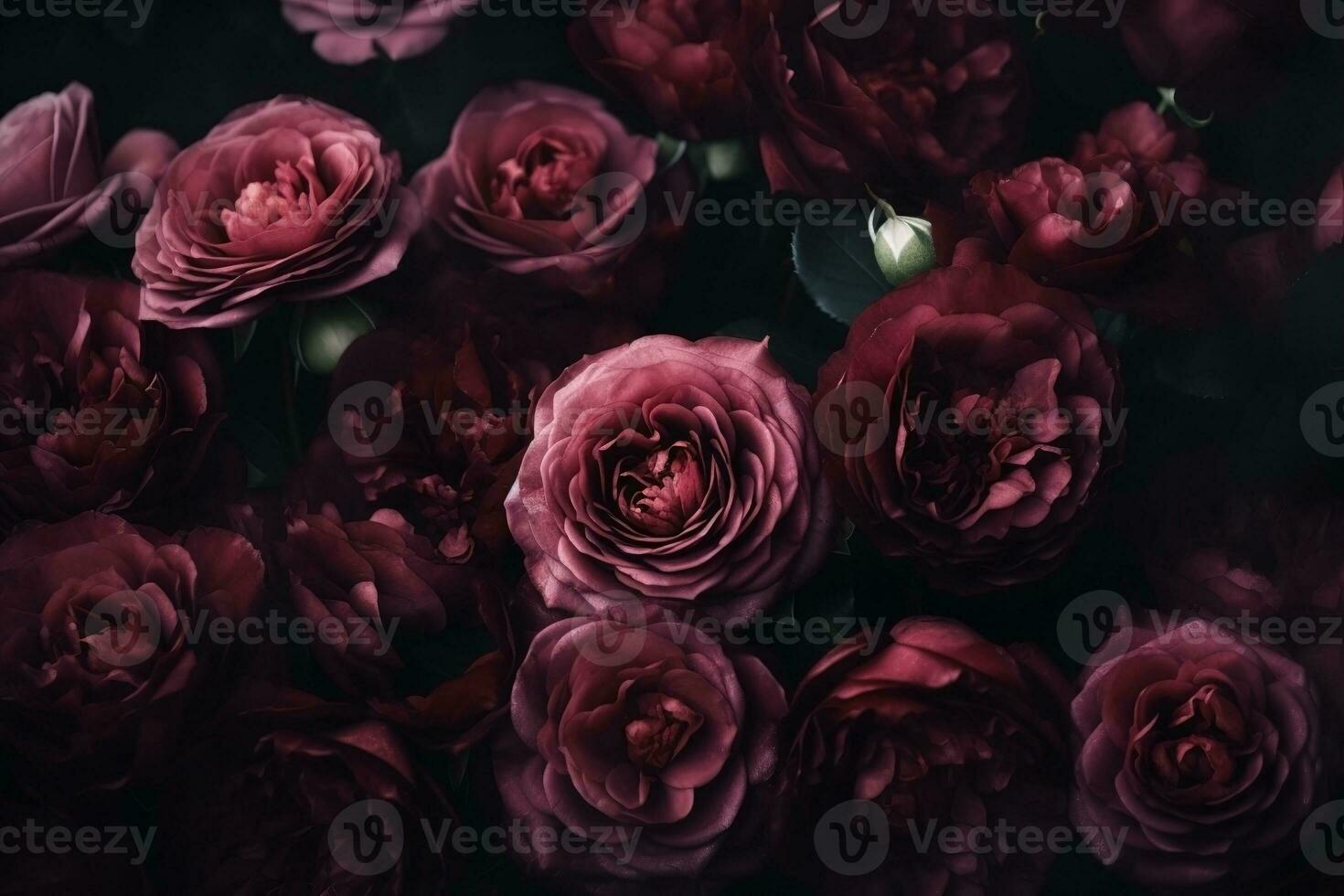 AI generated Burgundy color roses dark moody romantic background. Close-up flowers card backdrop. Ai generated photo